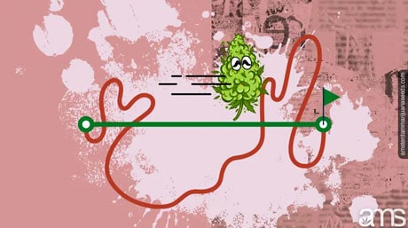 History of eating cannabis