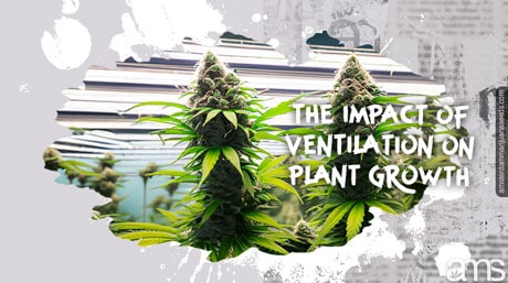 ventilation plant growth Marijuana plants