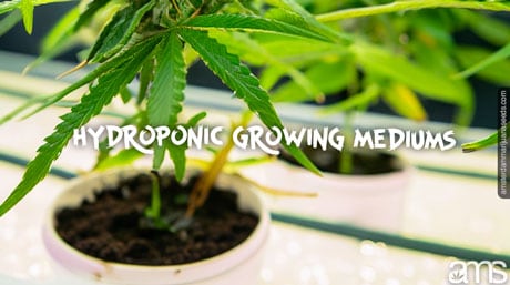 hydroponic growing mediums cannabis plants grow in hydroponic system