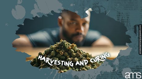 Harvesting and Curing Marijuana Harvesting and Curing Weed