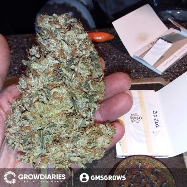 OG Kush XTRM ® Feminized Seeds - Image 3