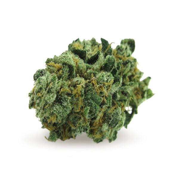 Dream Catcher Regular Seeds - Image 2