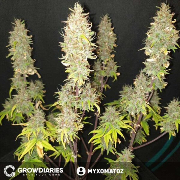 Blueberry 420 Autoflower Seeds - Image 7