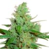 Aussie Blues ® Regular Seeds