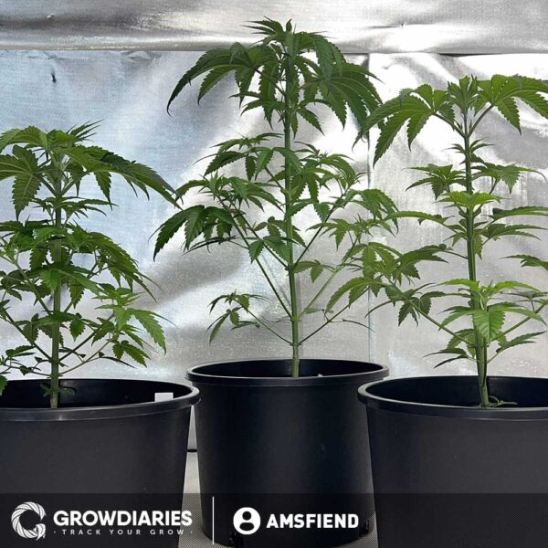 Narco Feminized Seeds - Image 3