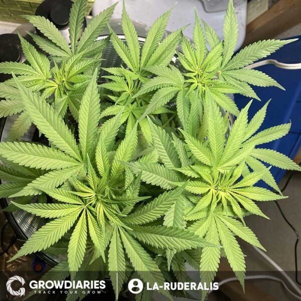 Afghan Feminized Seeds - Image 4