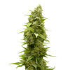 Afghan Feminized Seeds