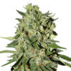 White Widow Regular Seeds