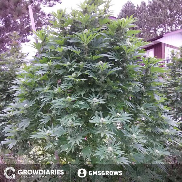 Gelato XTRM ® Feminized Seeds - Image 3