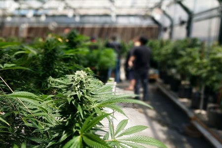 Marijuana vs Cannabis Are They The Same