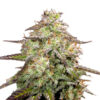 MOAB - Mother of All Buds ® Feminized Seeds