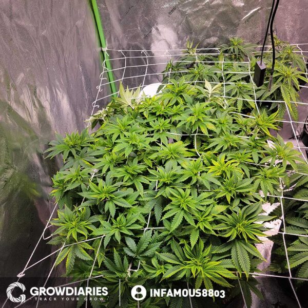 Blue Dream XTRM ® Feminized Seeds - Image 5