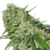CBDoc ® Regular Seeds