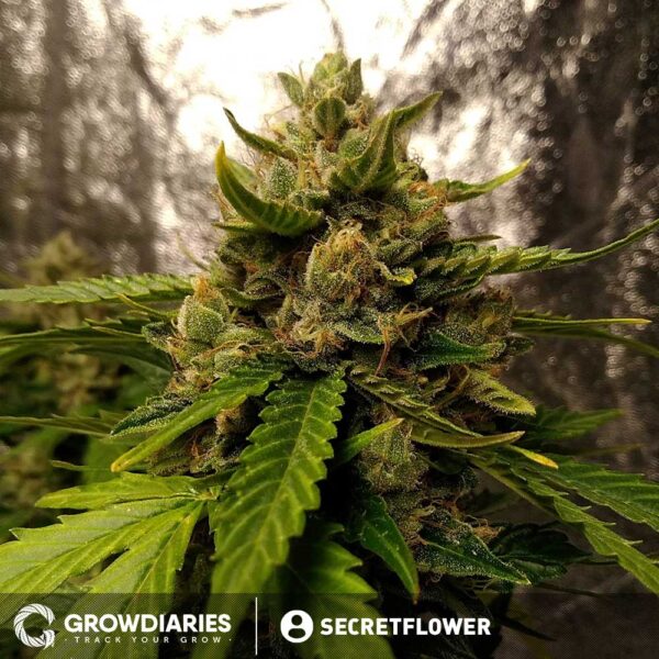 AMS Supreme Autoflower Seeds - Image 4
