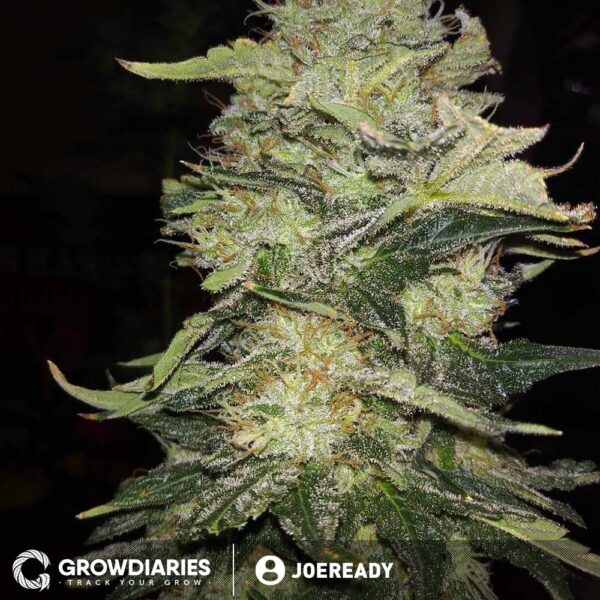 Big Bud Autoflower Seeds - Image 4