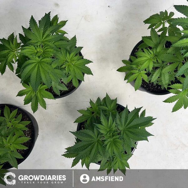 Girl Scout Cookies XTRM ® Feminized Seeds - Image 3