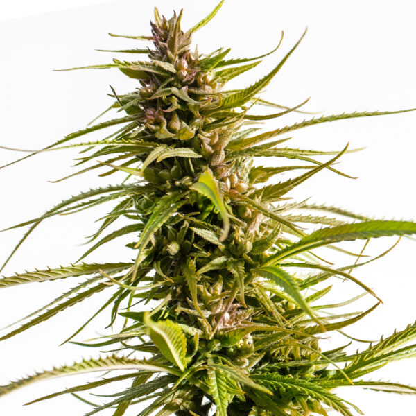 Love Canna ® Regular seeds