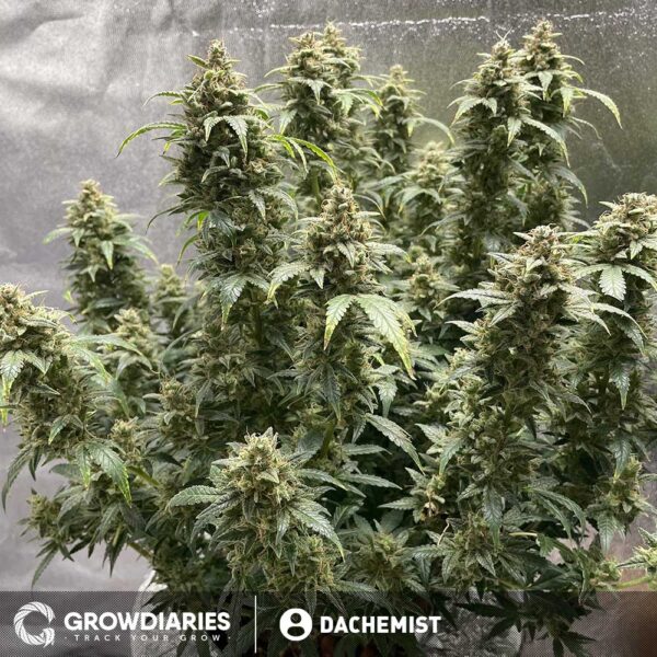 Light of Jah ® Autoflower Seeds - Image 3