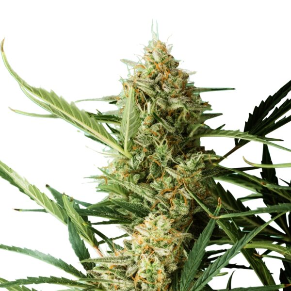 Ghost Train XTRM ® Feminized Seeds - Image 2