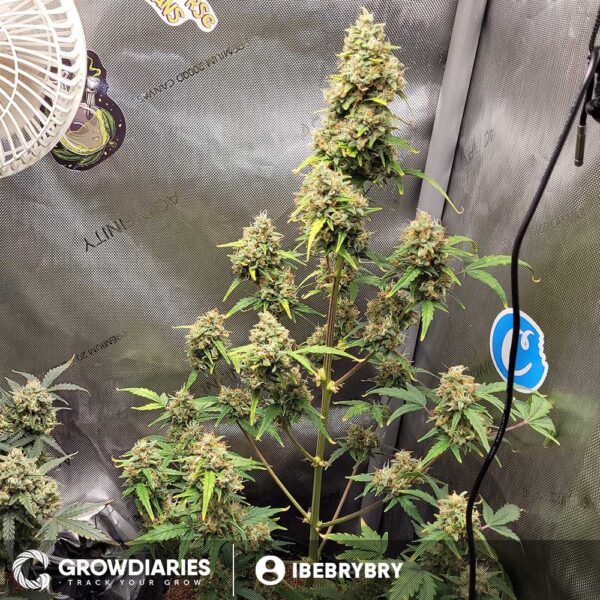 Pineapple Express Feminized Seeds - Image 7