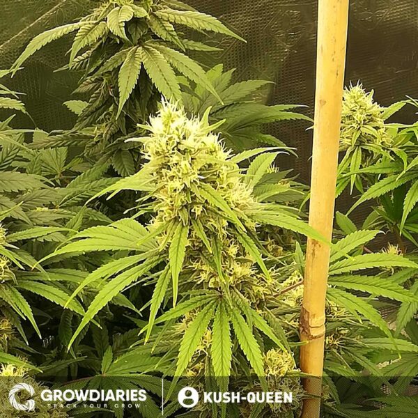 Caramelicious ® Feminized Seeds - Image 3