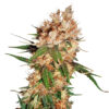 Strawberry Ice ® Feminized Seeds