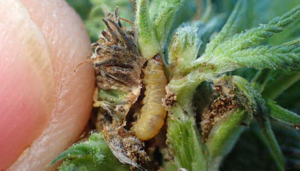 High-quality images showing caterpillars on cannabis plants and the typical leaf damage they cause. Learn to identify caterpillars on cannabis effectively.