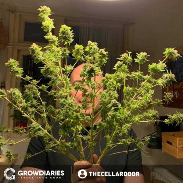 Black Domina Feminized Seeds - Image 5