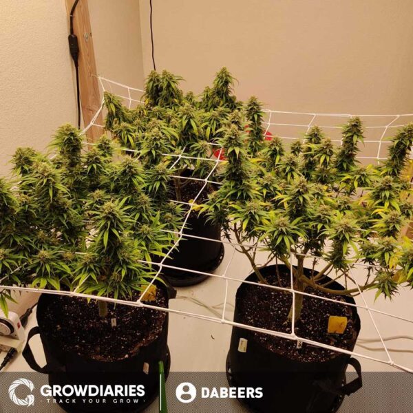 White Widow Feminized Seeds - Image 8