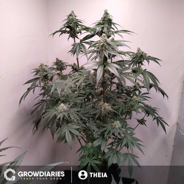 White Widow Feminized Seeds - Image 6