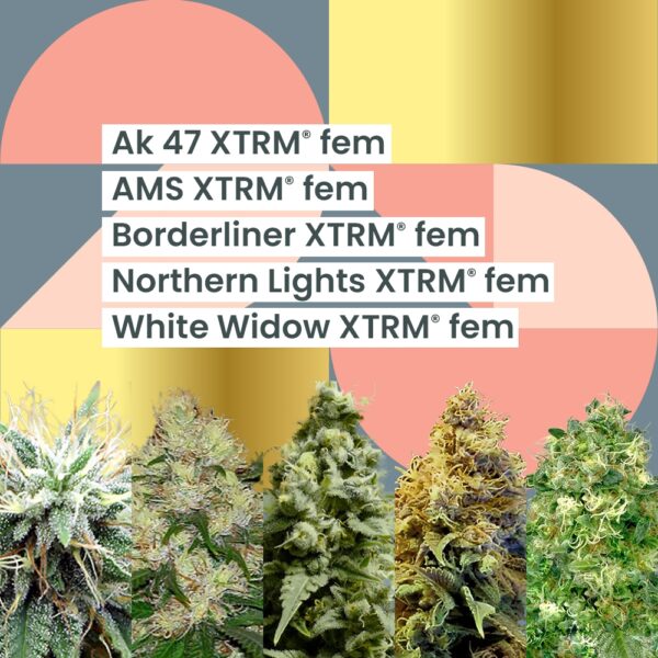 AMS XTRM ® 25th Anniversary Combo