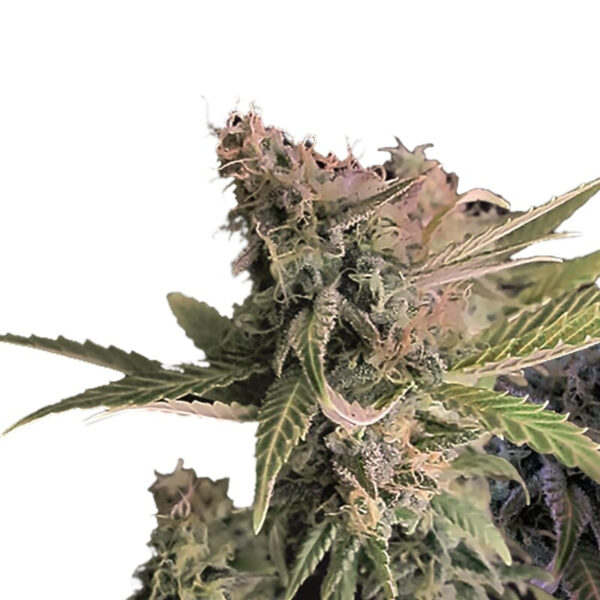 Northern Lights XTRM ® Regular Seeds - Image 2