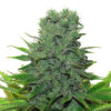 420 Carat Feminized Seeds