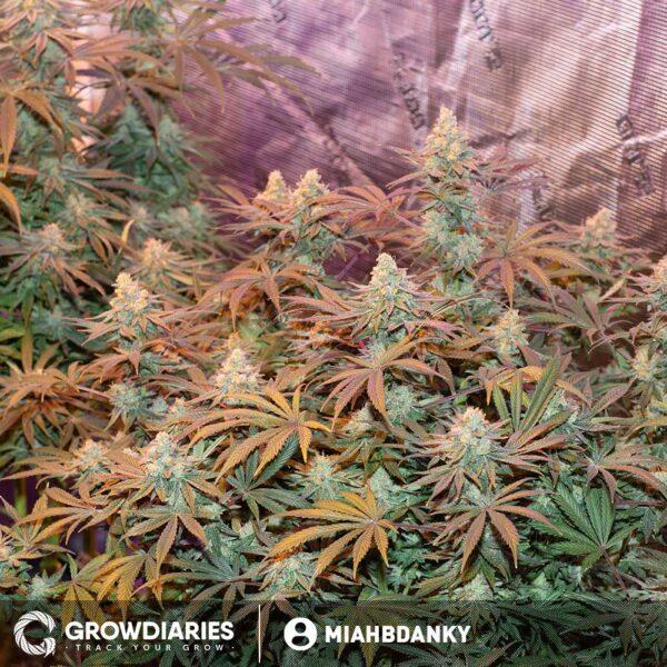 AMS XTRM ® Feminized Seeds - Image 4