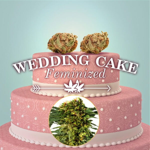 Wedding Cake Feminized Seeds - Image 2