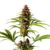 Skunk Red Hair Regular Seeds