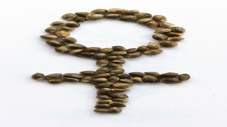 Feminized Marijuana Seeds