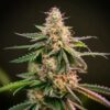 Canut® Autoflower Seeds
