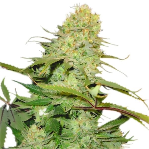Cheese Feminized Seeds - Image 2