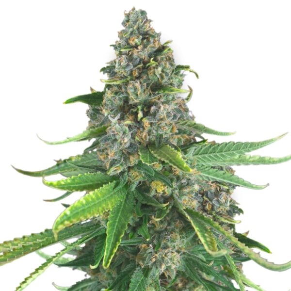 White NL XTRM ® Feminized Seeds
