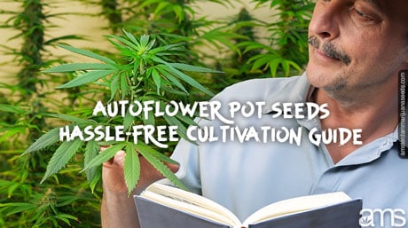 autoflower pot seeds guide