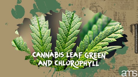 Cannabis Leaf Green and Chlorophyll