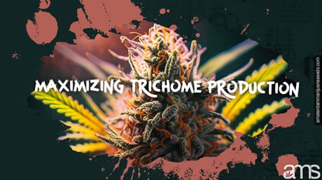 Maximizing Trichome Production