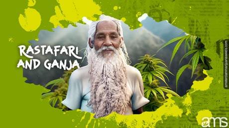 Rasta man in a field of marijuana