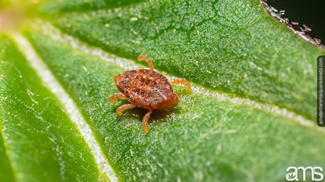 Russet Mite guide to prevention