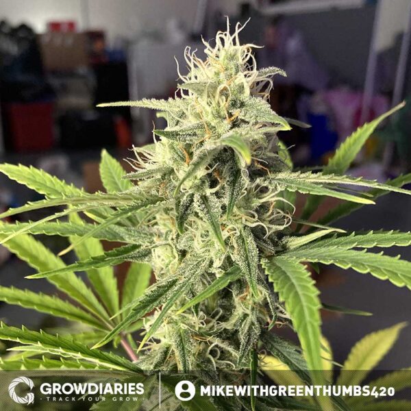 Pineapple Express Autoflower Seeds - Image 4