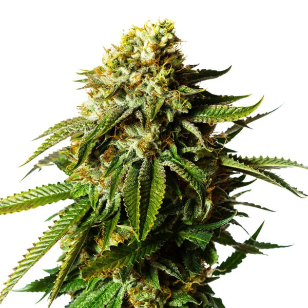 Krank ® Feminized Seeds - Image 2