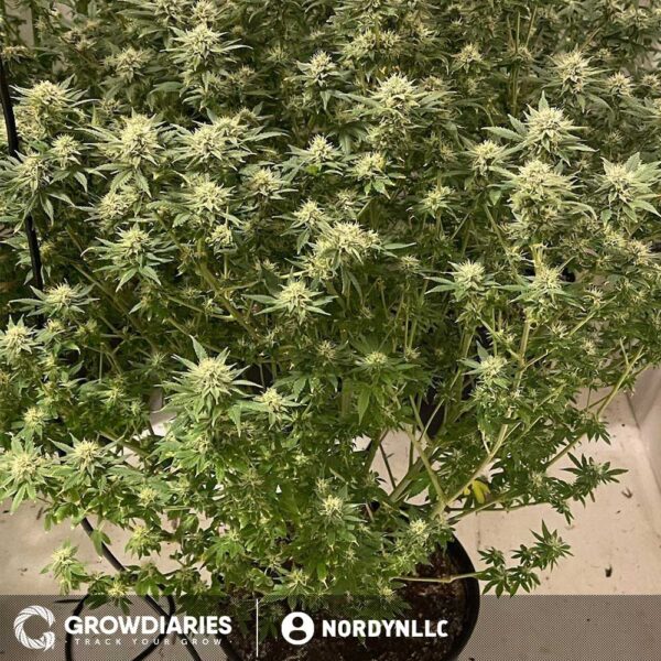 Strawberry Ice ® Feminized Seeds - Image 4
