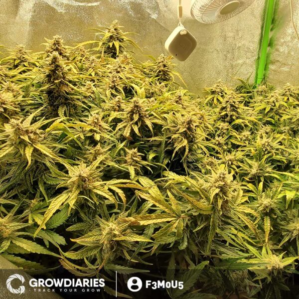 Chronic Autoflower Seeds - Image 3