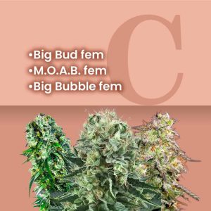 big_buds_combo_pack_2_1.jpg